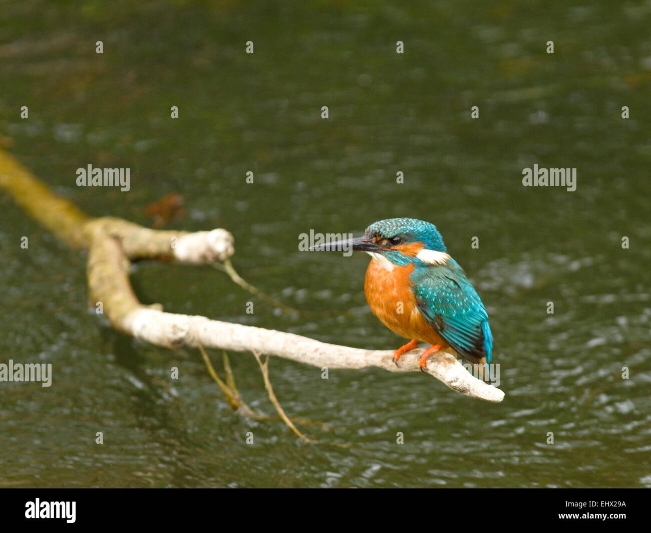 Kingfisher (Alcedo atthis) à une rivière en Irlande. Banque D'Images