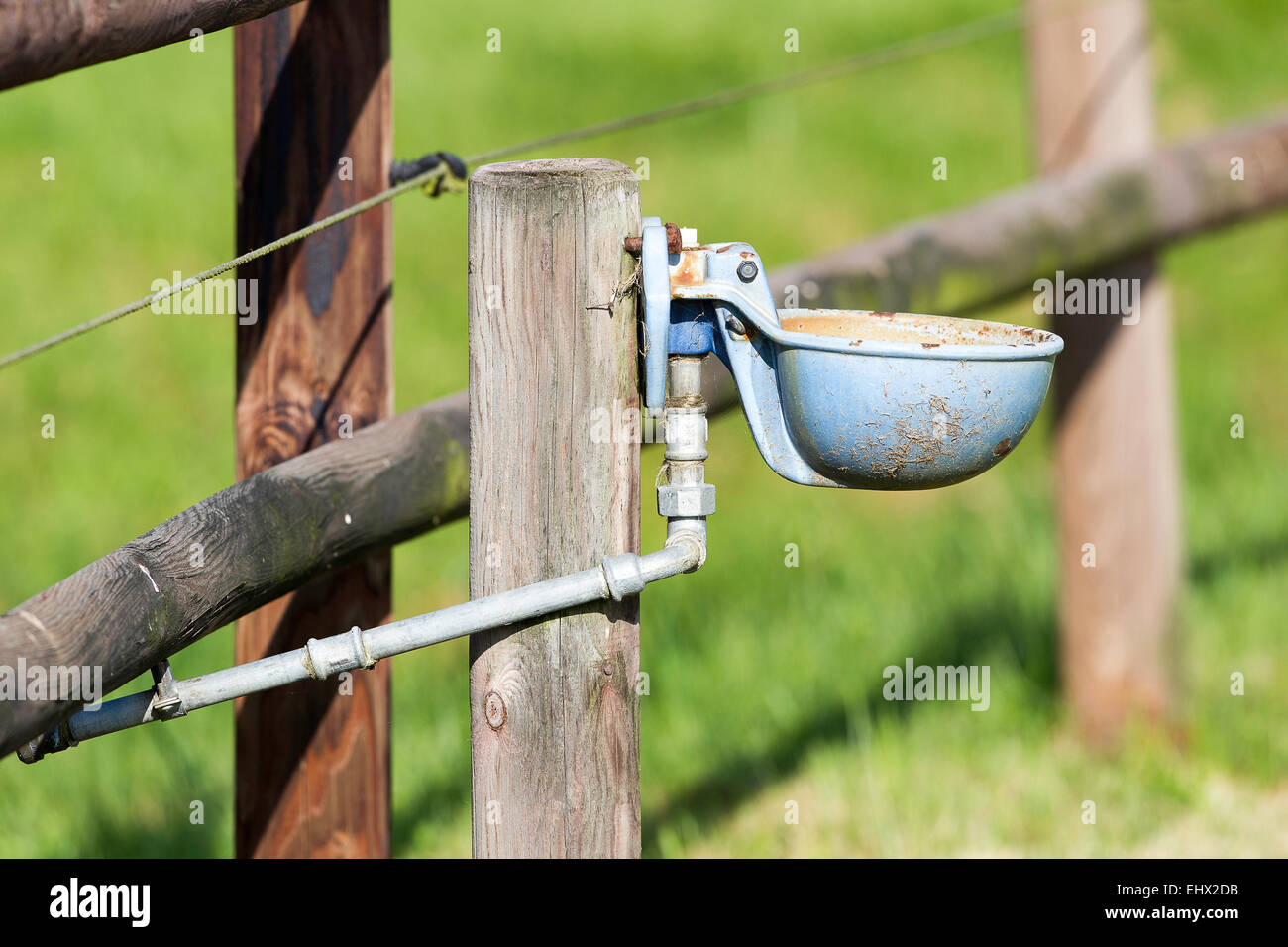 Buveur d'eau automatique pour les chevaux pâturage Allemagne Banque D'Images