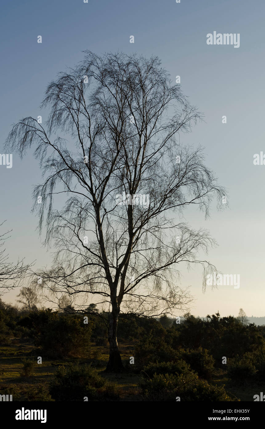 Silhouette d'arbre d'hiver avec faible ensoleillement Banque D'Images