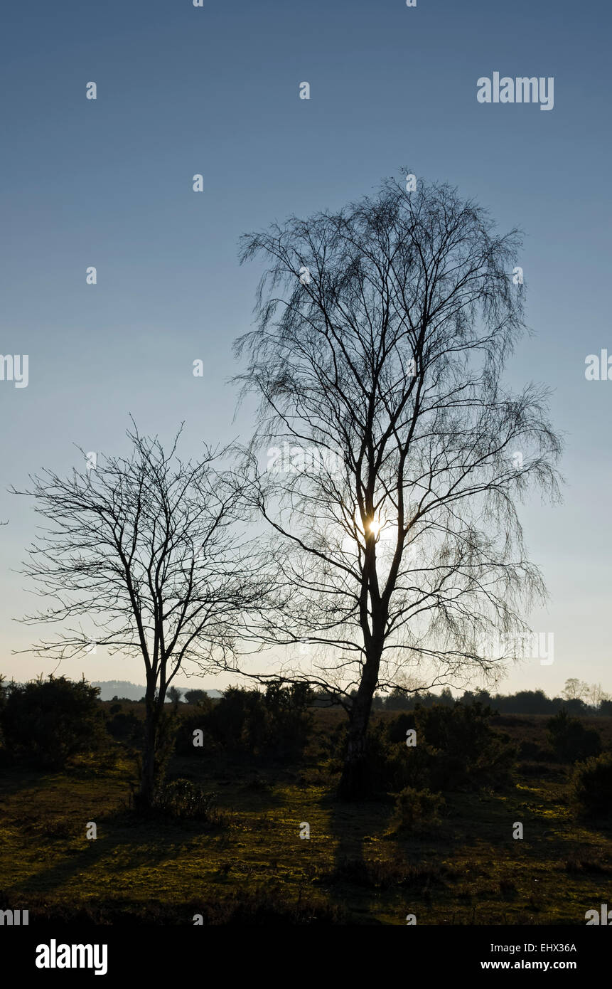 Silhouette d'arbres d'hiver avec faible ensoleillement Banque D'Images