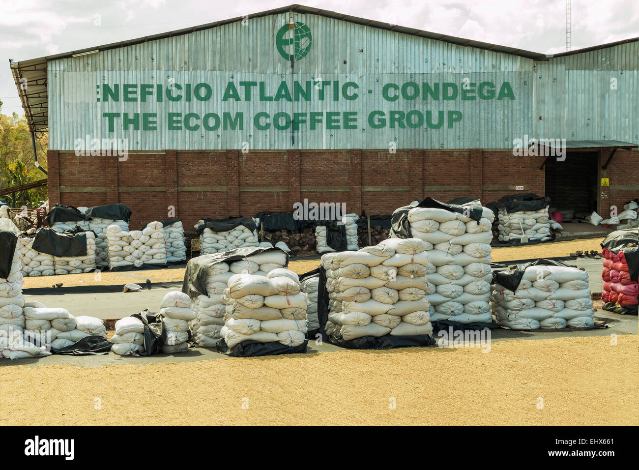 Usine de café avec des haricots séchant au soleil dans une région de plus en plus important dans le NW ; Condega, Nicaragua Banque D'Images