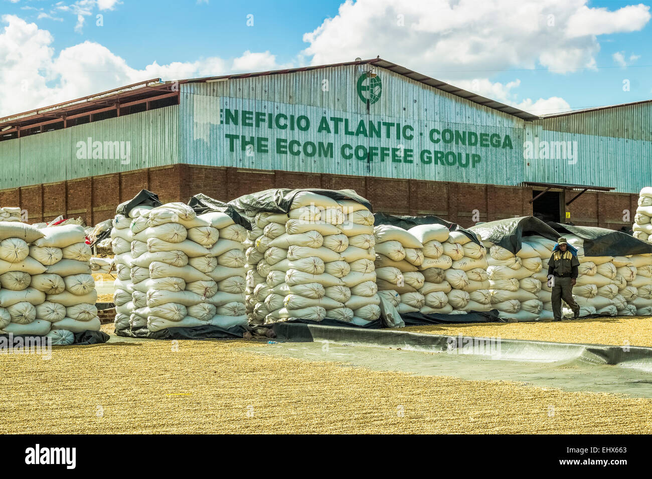 Usine de café avec des haricots séchant au soleil dans une région de plus en plus important dans le NW ; Condega, Nicaragua Banque D'Images