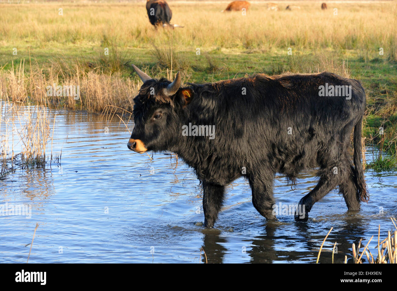 Urus ou aurochs (Bos primigenius), jeune taureau marche à travers l'eau, en Rhénanie du Nord-Westphalie, Allemagne Banque D'Images
