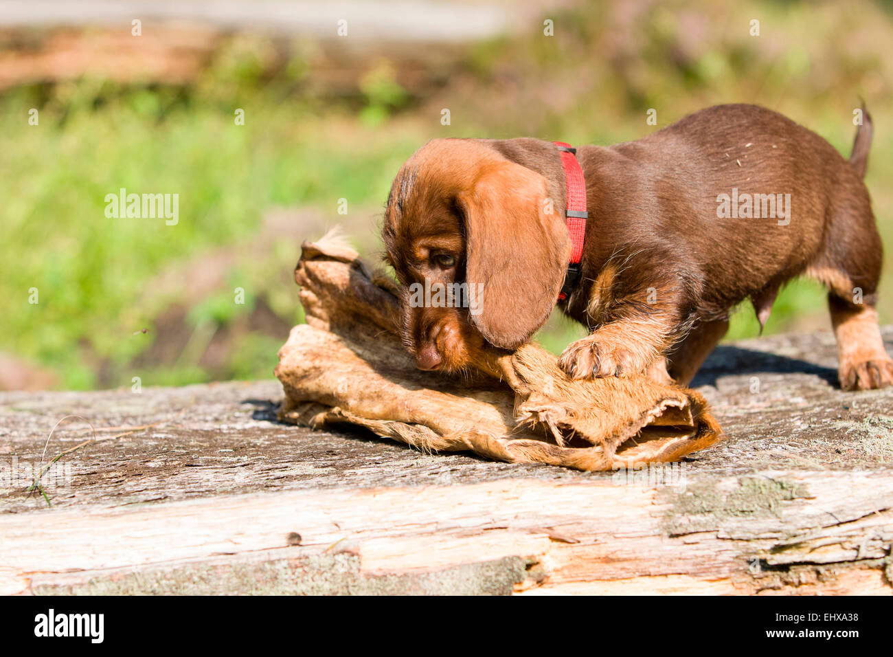 Chiot Teckel à poil sanglier masquer la formation comme chien de chasse en  Allemagne Photo Stock - Alamy