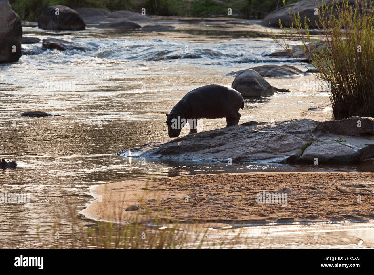 Hippopotame (Hippopotamus amphibius) eau potable, Kruger National Park, Afrique du Sud Banque D'Images