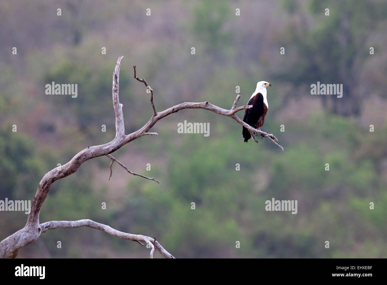 Fish eagle africaine reposant sur branche d'arbre, Afrique du Sud Banque D'Images