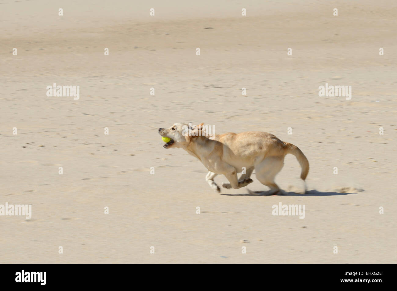 Labrador Retriever jaune courir vite avec une balle sur sa bouche à la plage Banque D'Images
