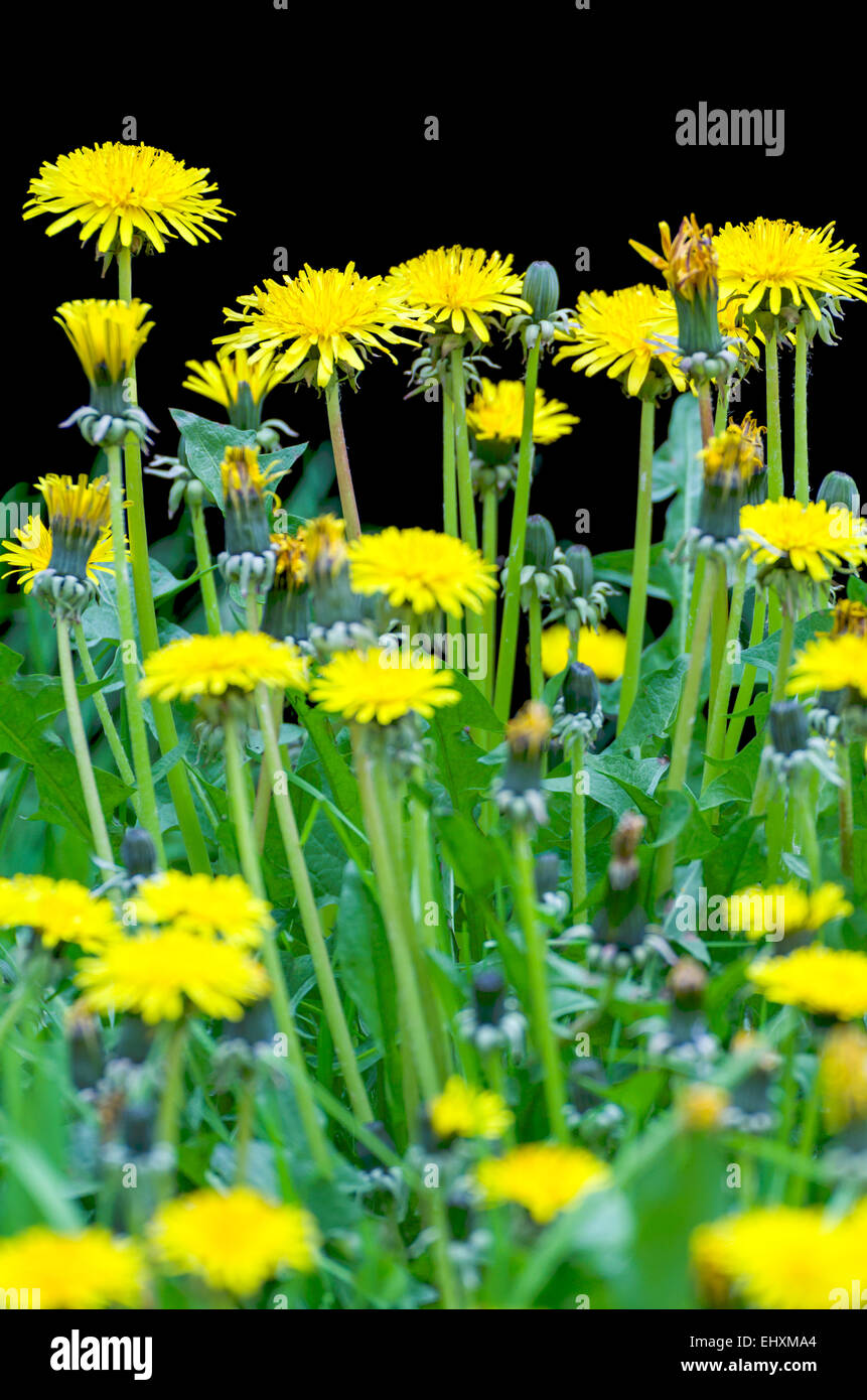 Fleurs de pissenlit jaune isolé sur Vertical noir Banque D'Images
