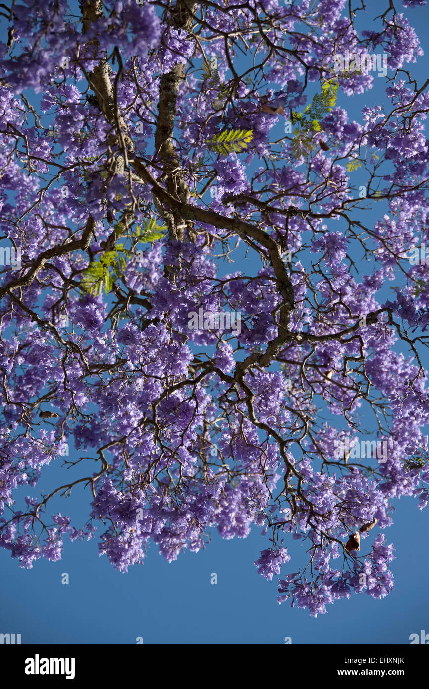 Fleur qui s'épanouit sur Jacaranda Jacaranda mimosifolia (arbre), Afrique du Sud Banque D'Images