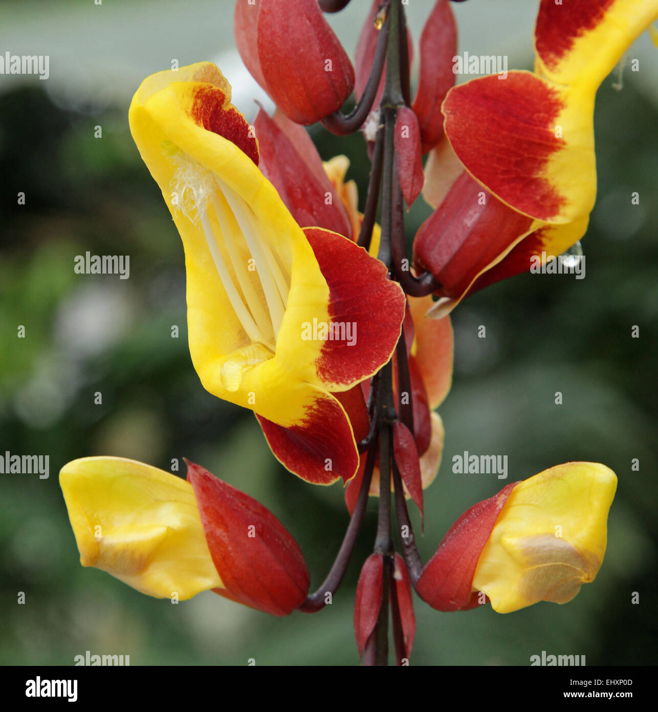 Thunbergia mysorensis.Mysore trumpetvine ou réveil indien vine.plante à  fleurs de la famille des Acanthaceae.trouvés en Espagne et en Inde Photo  Stock - Alamy