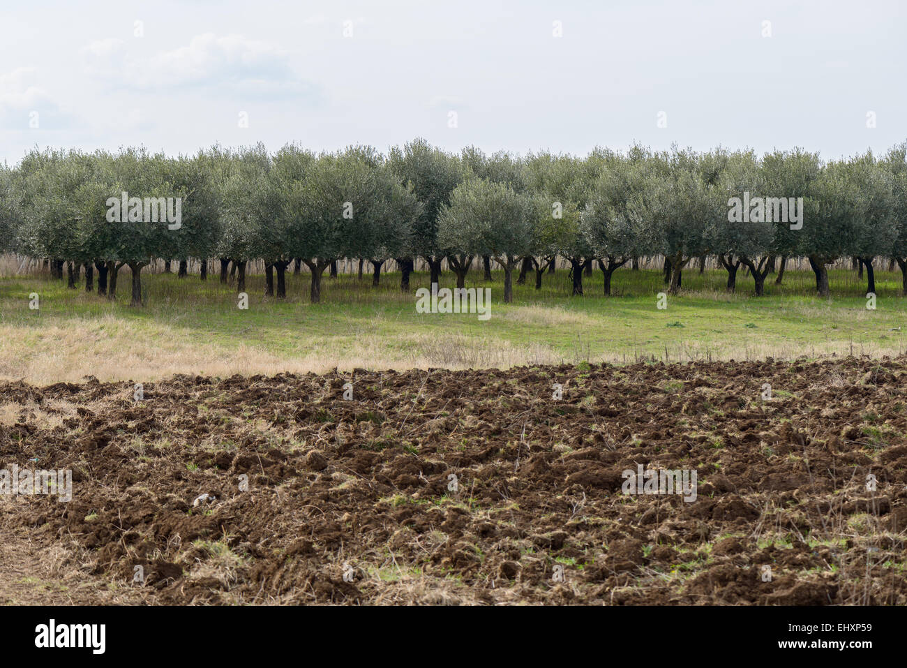 Champ d'oliviers pour extravirgin huile en Italie près de Rome Banque D'Images