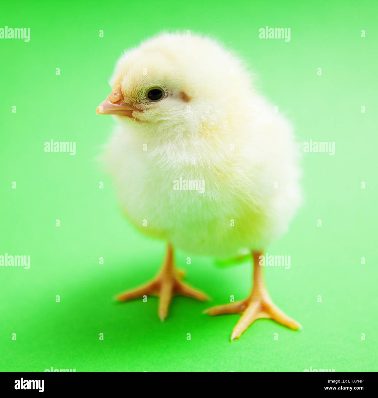 Poussin Vert Ferme de poussins Banque de photographies et d’images à haute ...
