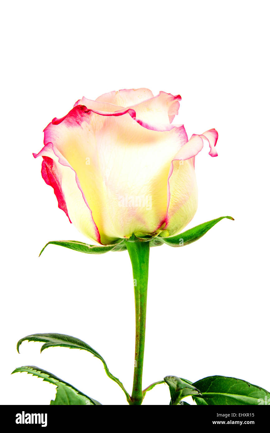 Belle Rose rouge et blanc tiges. Isolé Banque D'Images