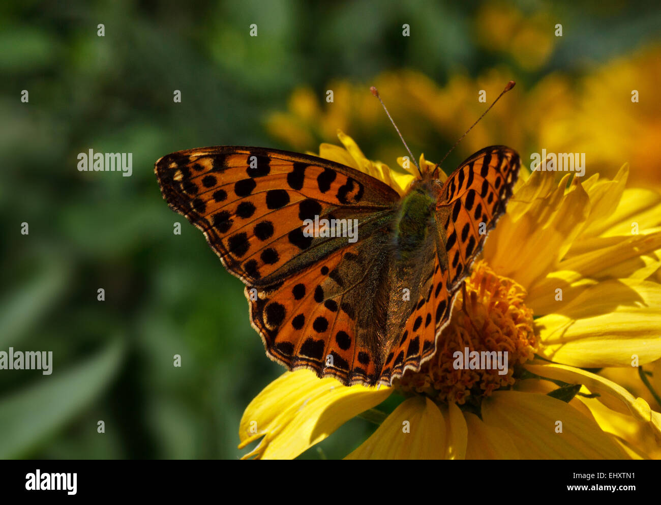 Le Cardinal butterfly sitting on fleur jaune Banque D'Images