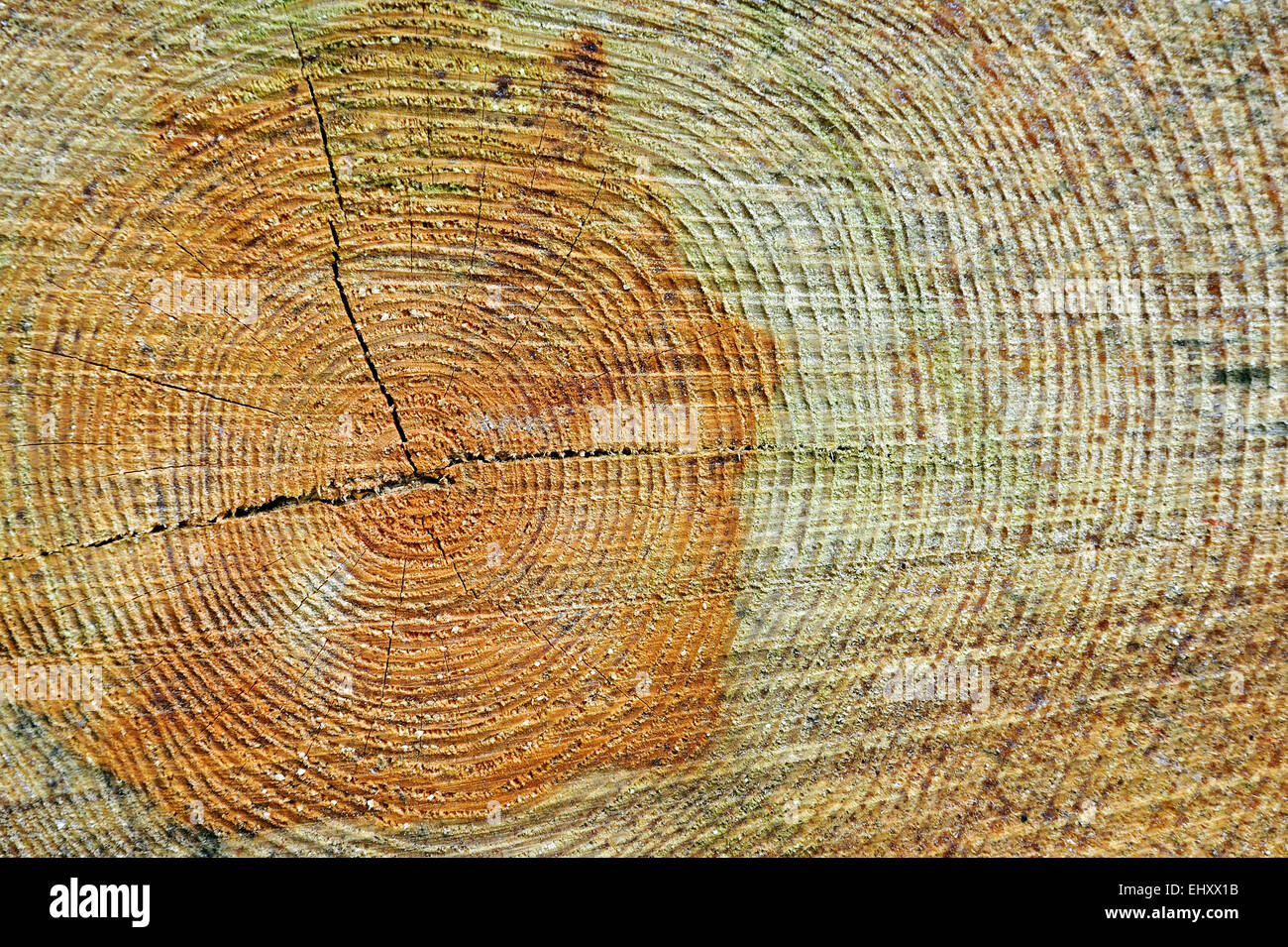 Section transversale du tronc de l'arbre montrant les anneaux de croissance annuels / tree rings dans le bois Banque D'Images