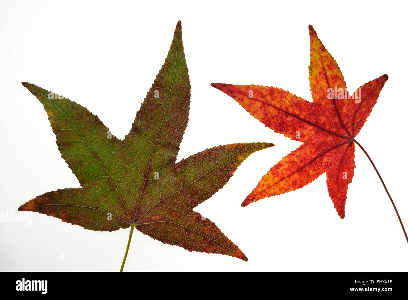 L'érable japonais lisse / Japanese maple (Acer palmatum) close up de feuilles à l'automne couleurs, originaire du Japon et de la Corée sur blanc Banque D'Images