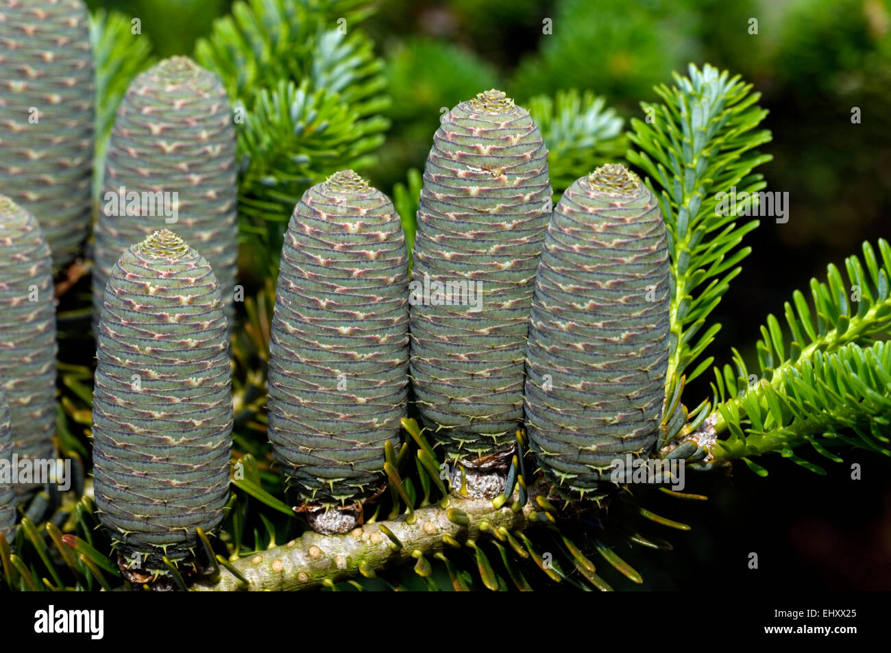 Gusang / sapin de Corée (Abies koreana) namu close up de cônes, originaire de Corée Banque D'Images