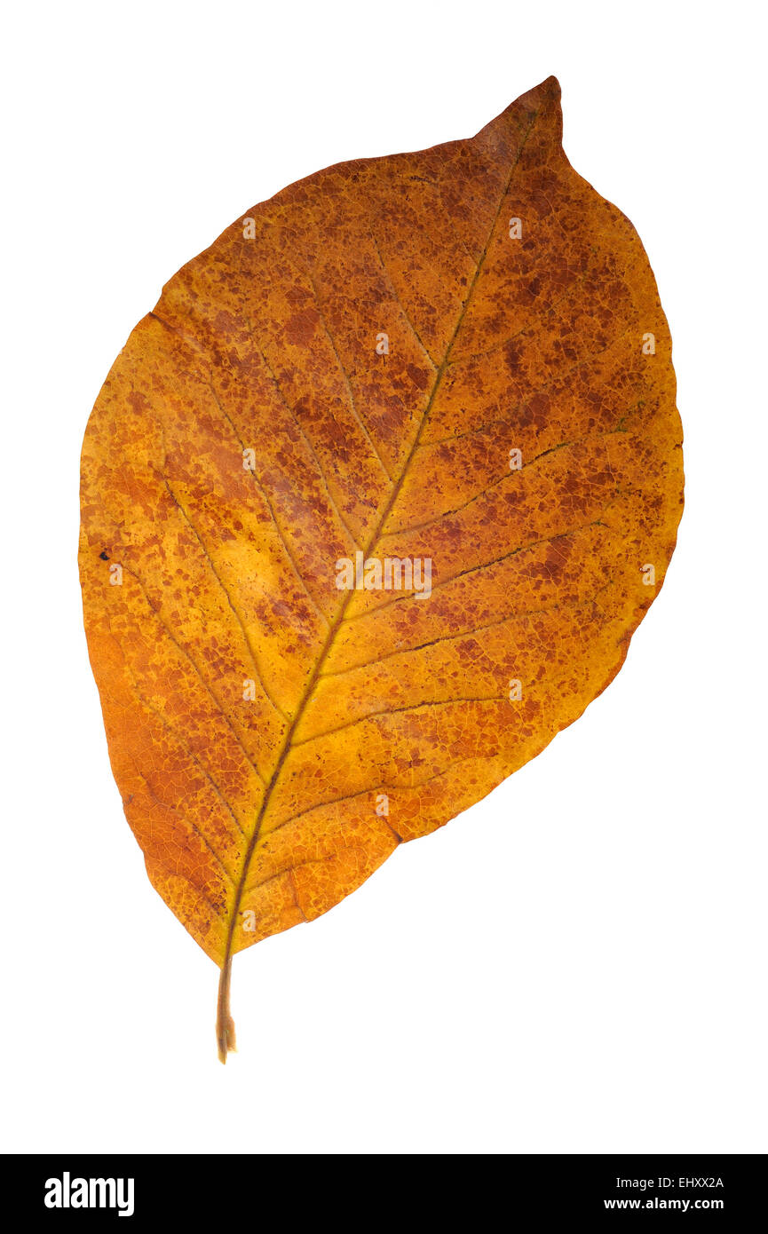 Couleurs d'automne dans les feuilles de magnolia, originaire de la Chine contre l'arrière-plan blanc Banque D'Images