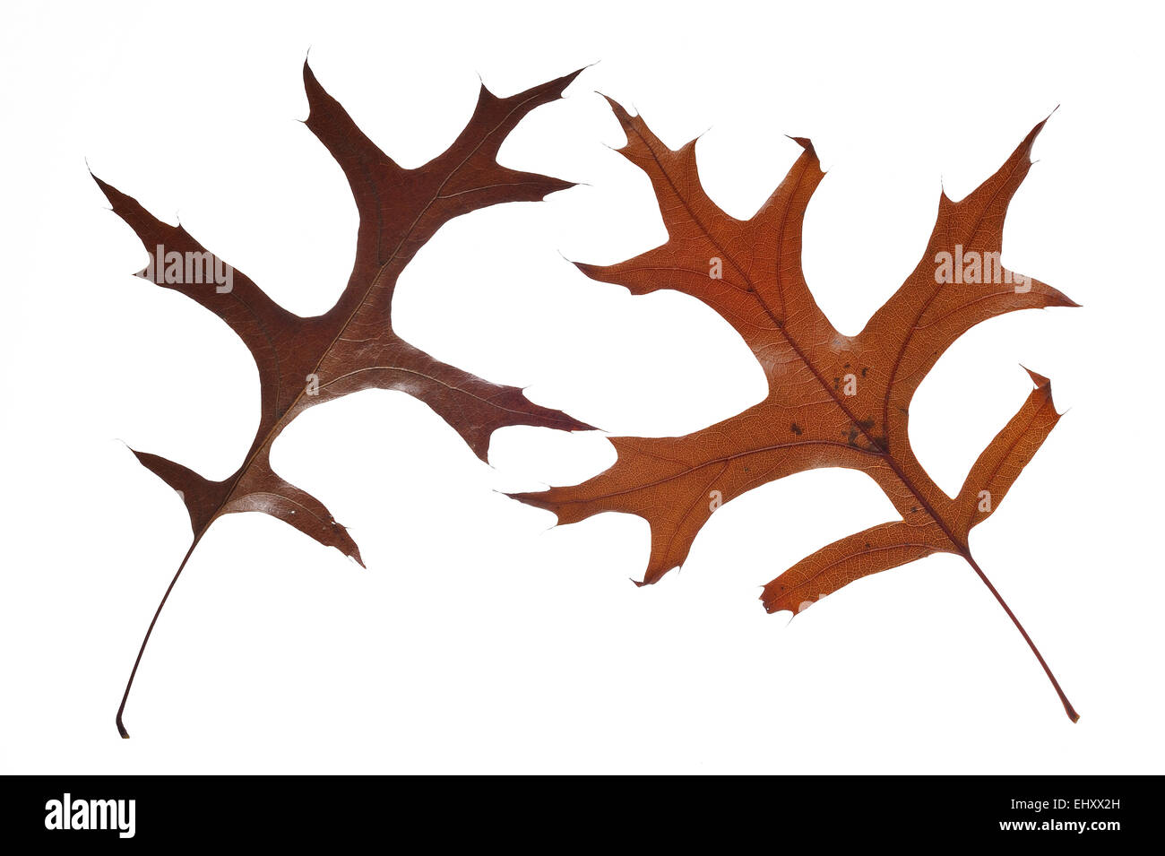 Pin oak / chêne des marais (Quercus palustris espagnol) feuilles à l'automne couleurs, originaire d'Amérique du Nord contre fond blanc Banque D'Images