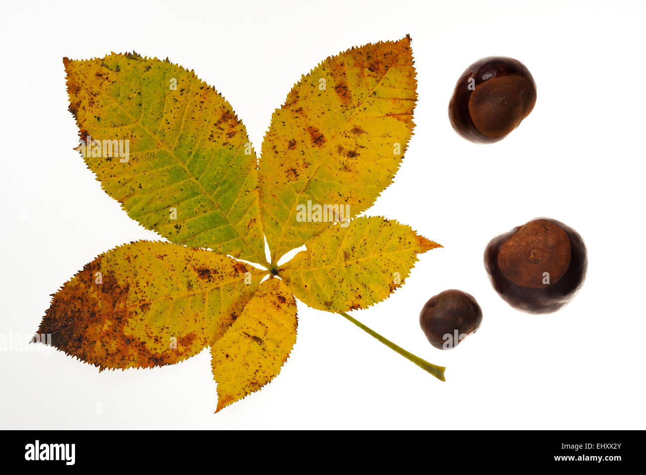 / Marronnier (Aesculus hippocastanum arbre conker conkers) et les feuilles en couleurs de l'automne contre fond blanc Banque D'Images