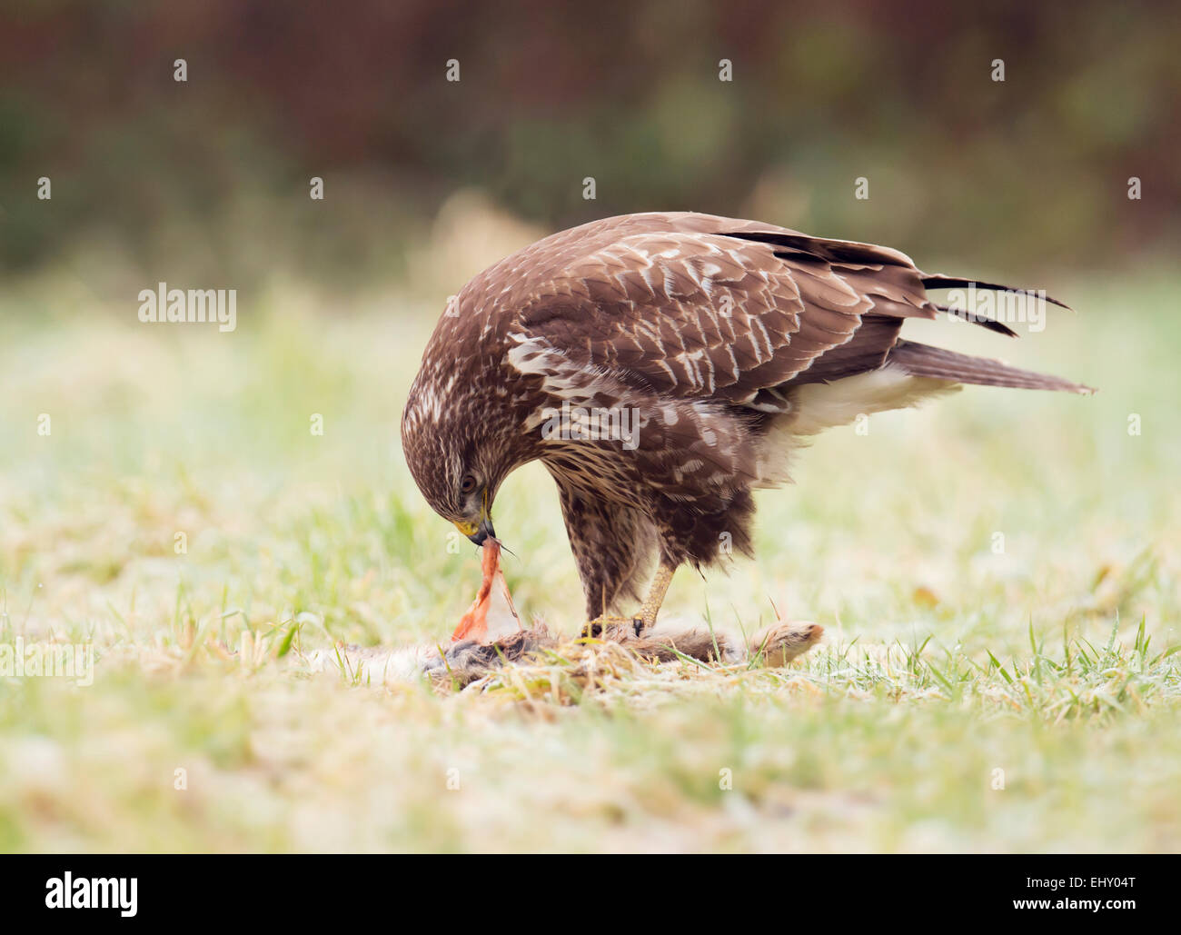 Wild Buse variable, Buteo buteo au sol se nourrissant d'un lapin Banque D'Images