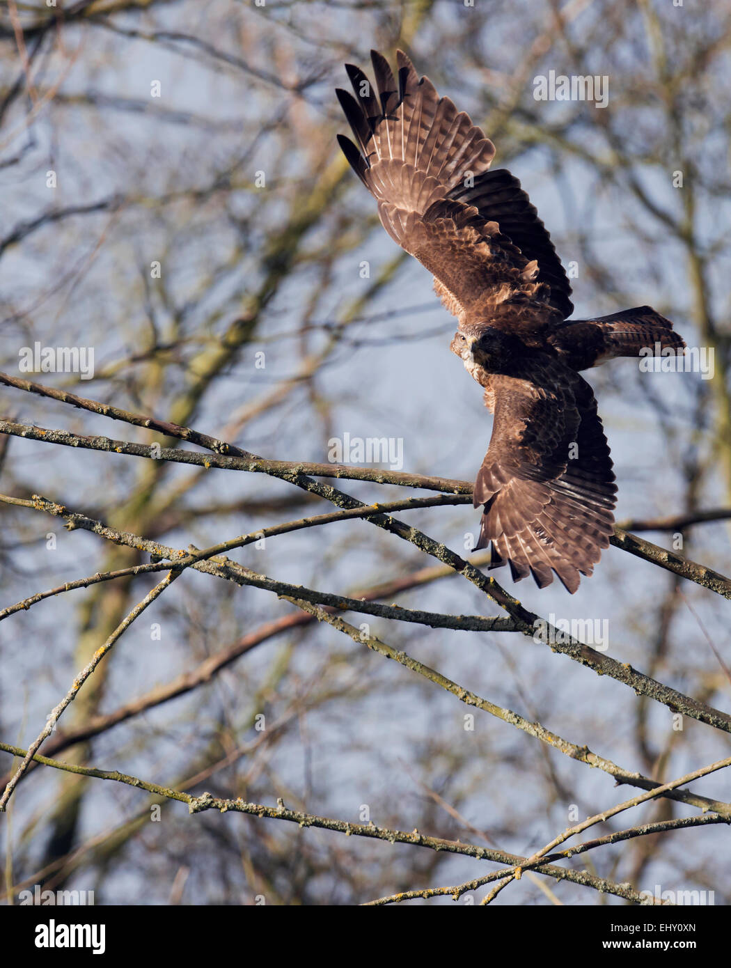 Wild Buse variable, Buteo buteo en vol à tout droit vers la caméra Banque D'Images