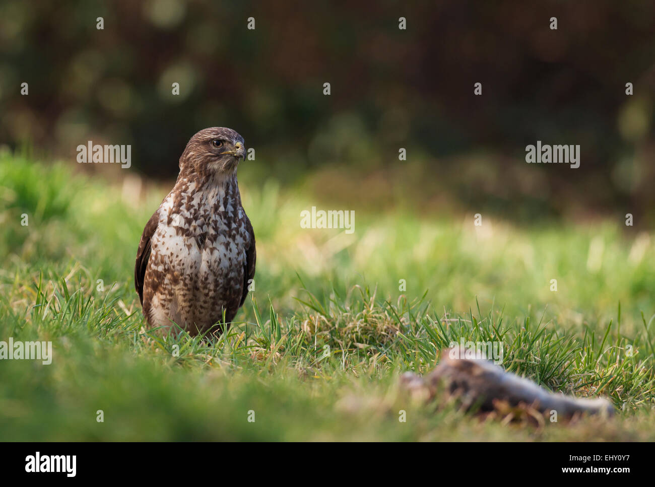 Wild Buse variable, Buteo buteo au sol se nourrissant d'un lapin Banque D'Images