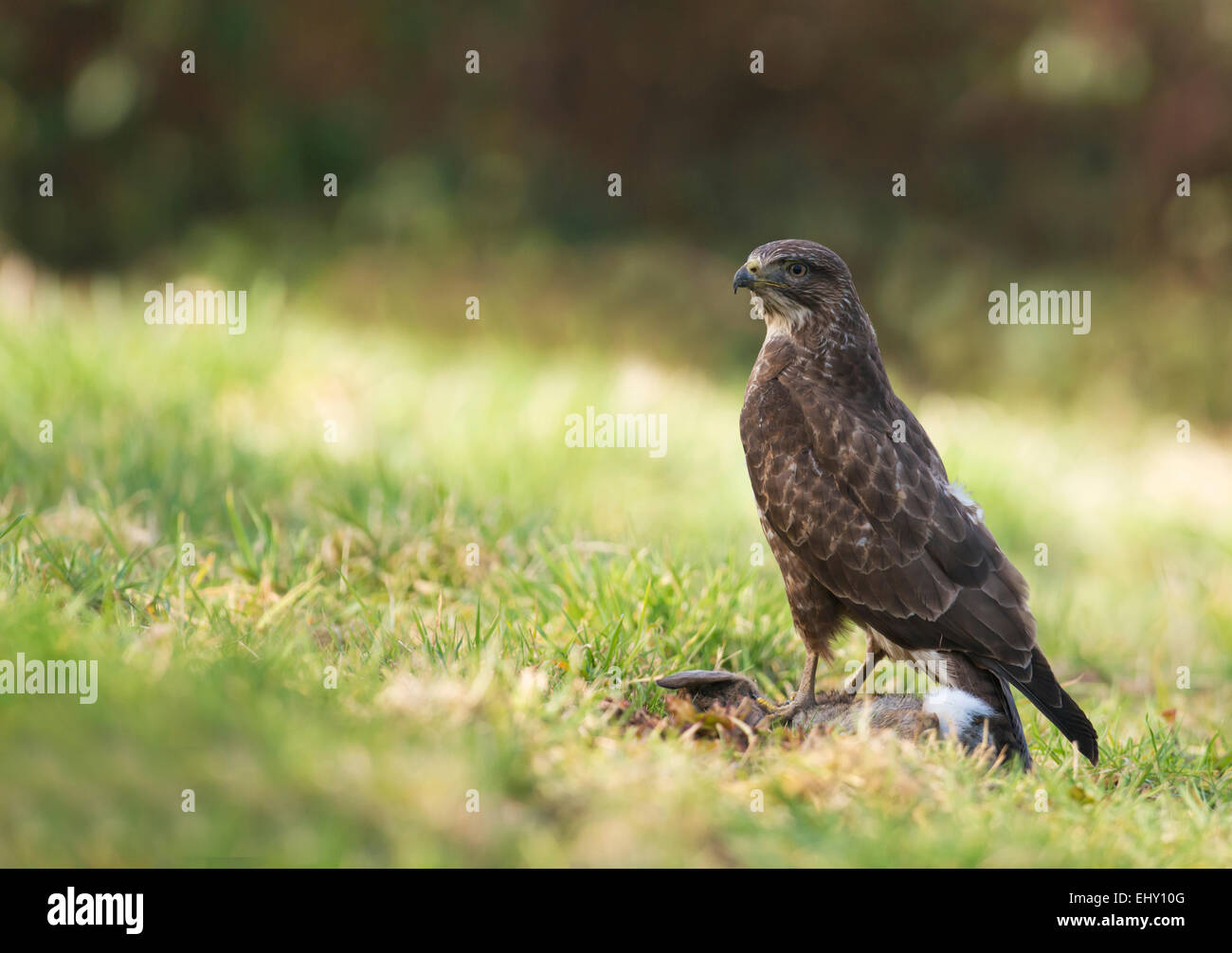 Wild Buse variable, Buteo buteo au sol se nourrissant d'un lapin Banque D'Images