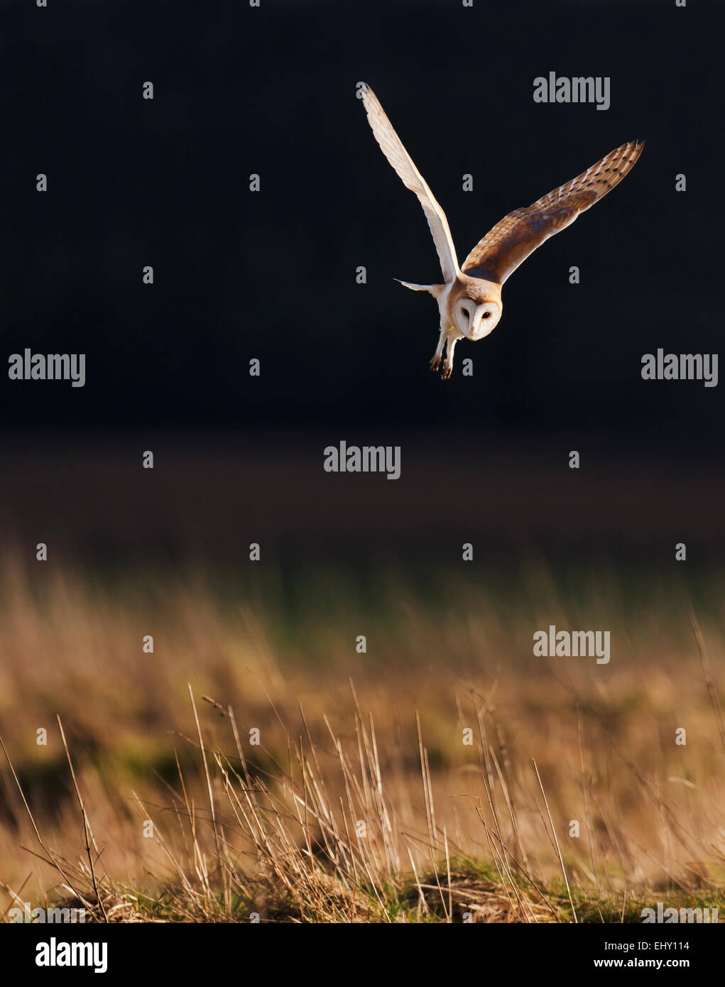 Wild Effraie des clochers Tyto alba chasse en plus de la lumière du soleil du soir d'or Prairie Cotswolds Banque D'Images