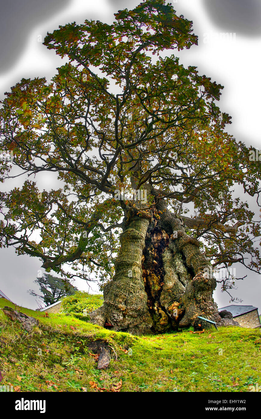 Darley ; chêne Quercus robur Bodmin Moor, Cornwall, UK Banque D'Images