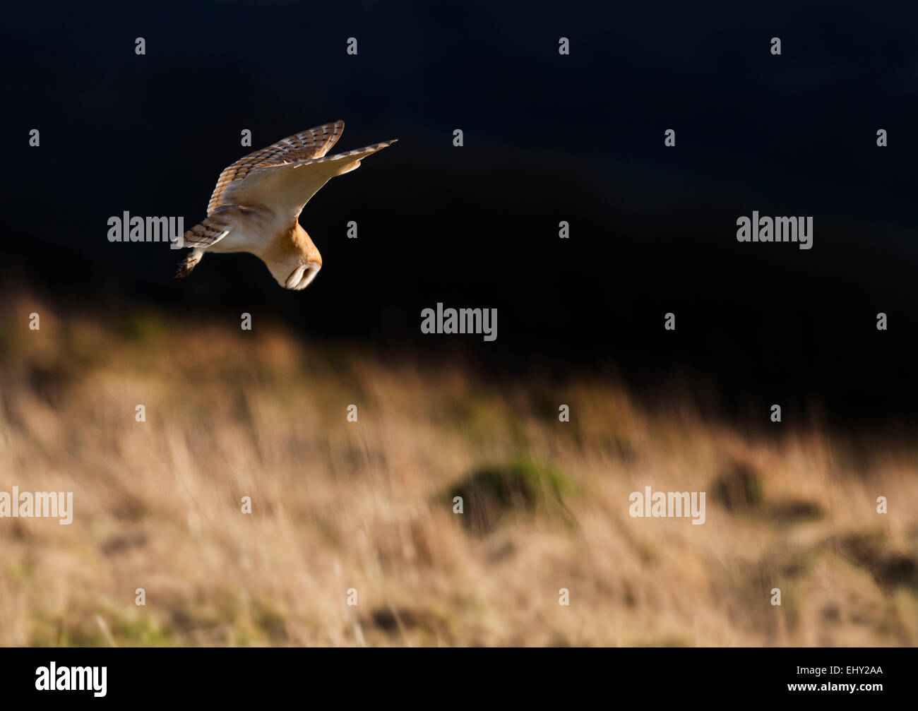 Wild Effraie des clochers Tyto alba chasse en plus de la lumière du soleil du soir d'or Prairie Cotswolds Banque D'Images