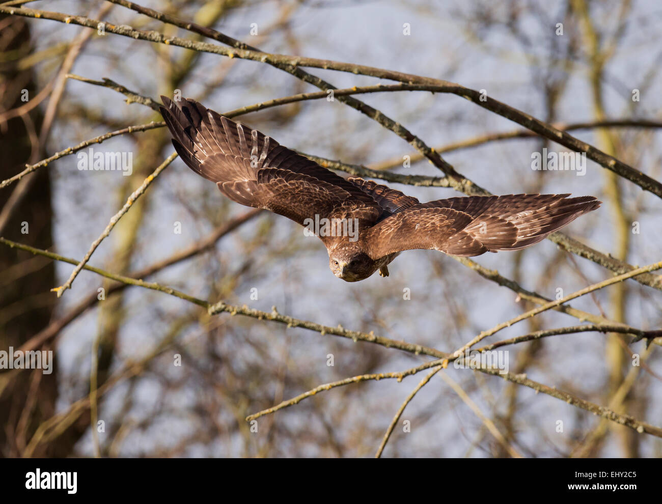 Wild Buse variable, Buteo buteo en vol à tout droit vers la caméra Banque D'Images