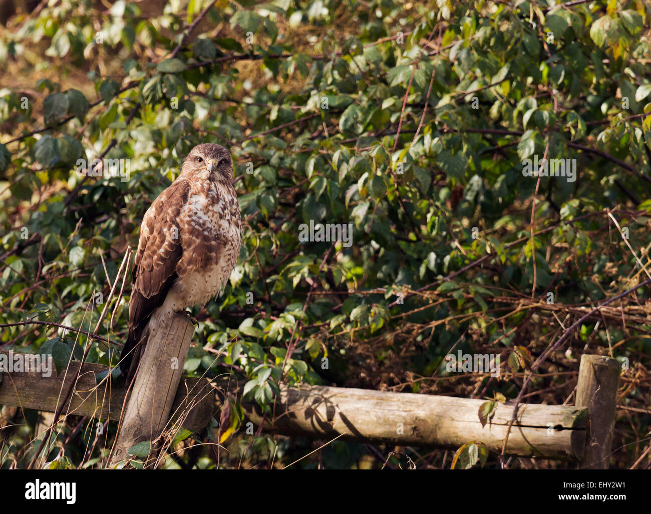 Wild Buse variable, Buteo buteo perché sur piquet sur le bord de forêt Banque D'Images