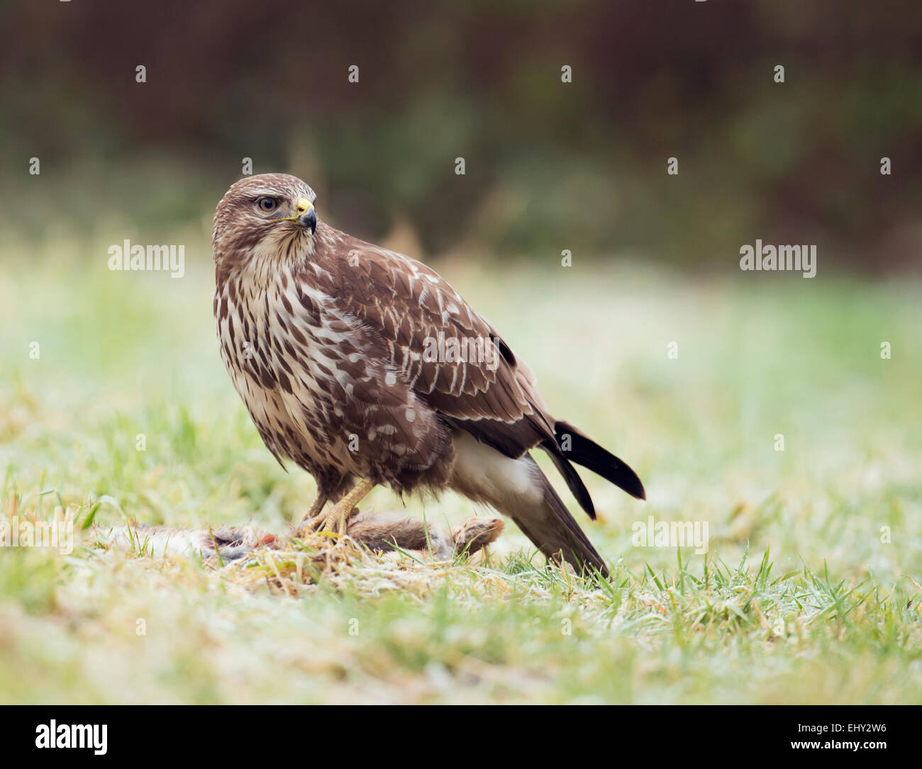 Wild Buse variable, Buteo buteo au sol se nourrissant d'un lapin Banque D'Images