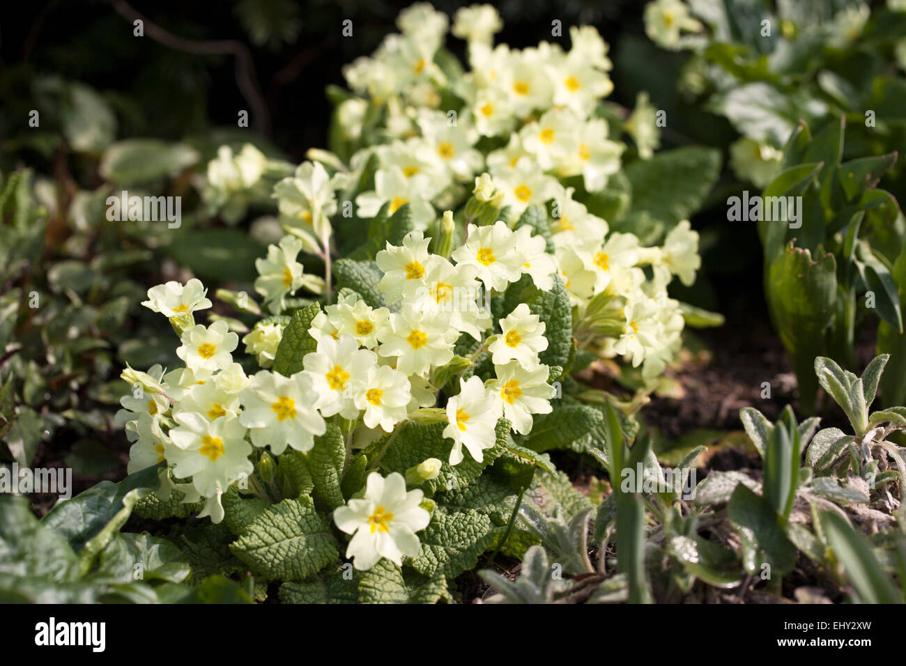 Primula vulgaris - primroses fleuries dans un jardin de printemps. Banque D'Images