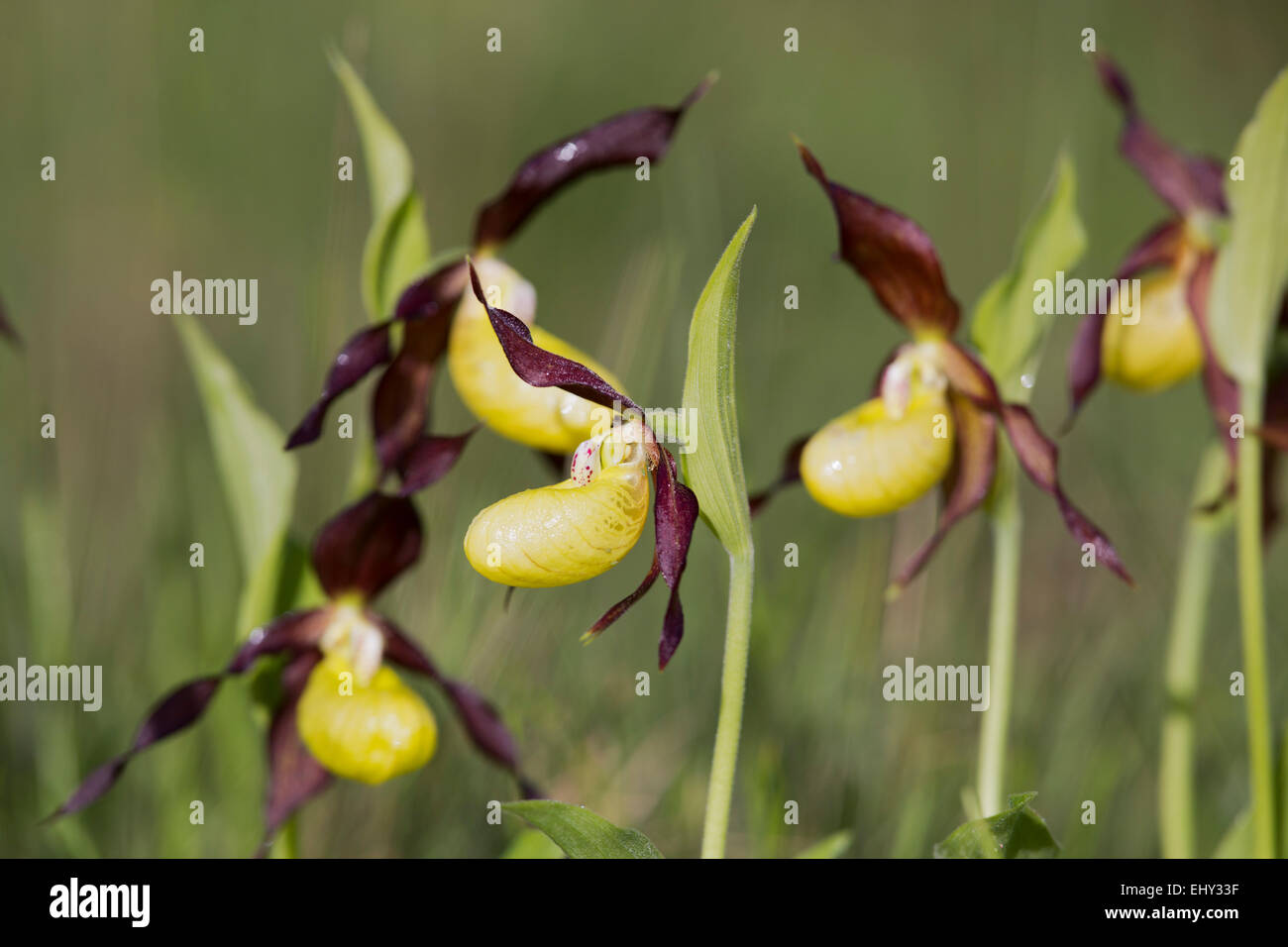 Ladys Slipper Orchid Cypripedium calceolus ; Fleur ; UK Cumbria. Banque D'Images