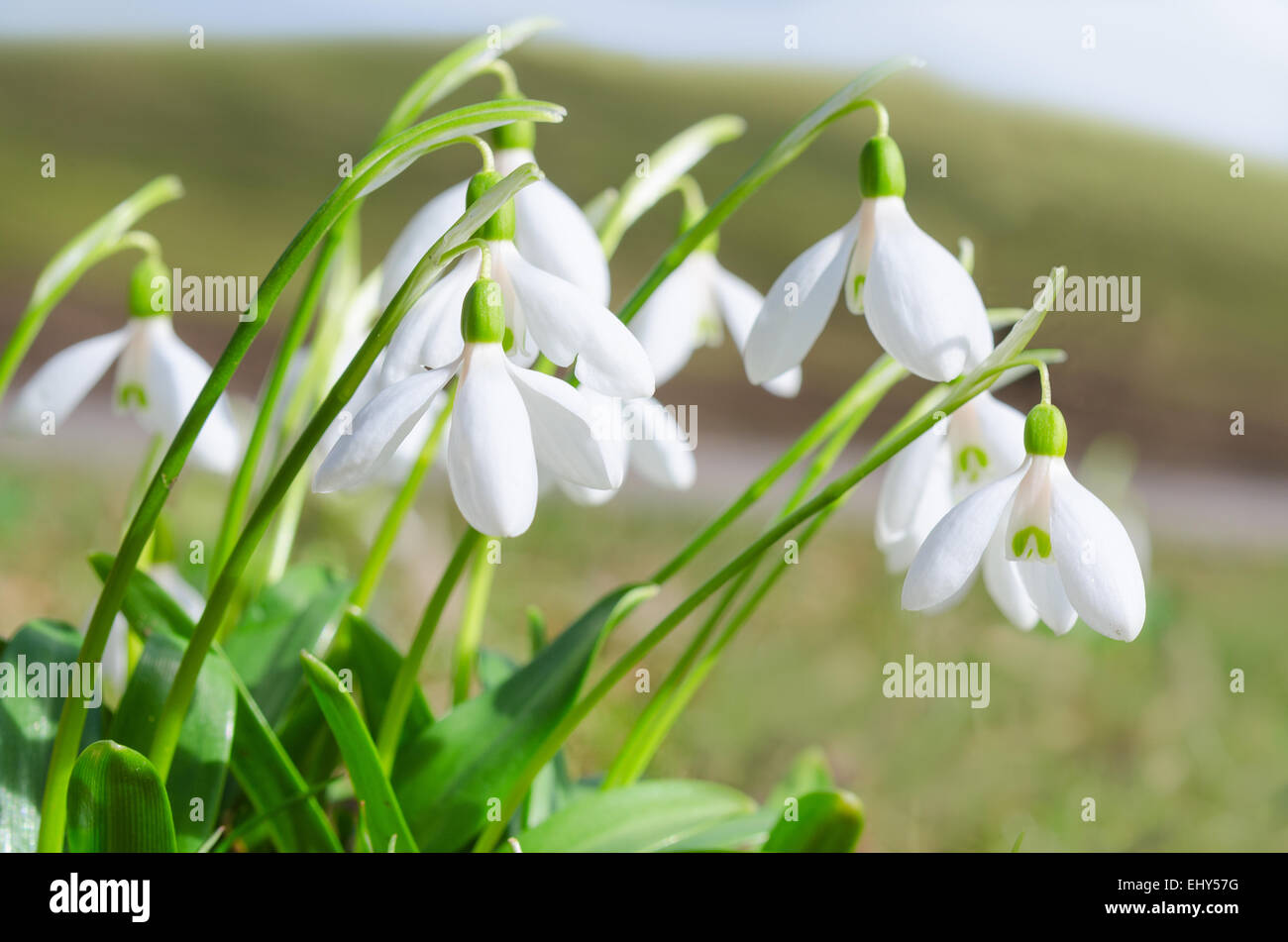 Fragile et doux printemps première adjudication fleurs blanches fleurs de perce-neige sur les Alpes du soleil meadow Banque D'Images