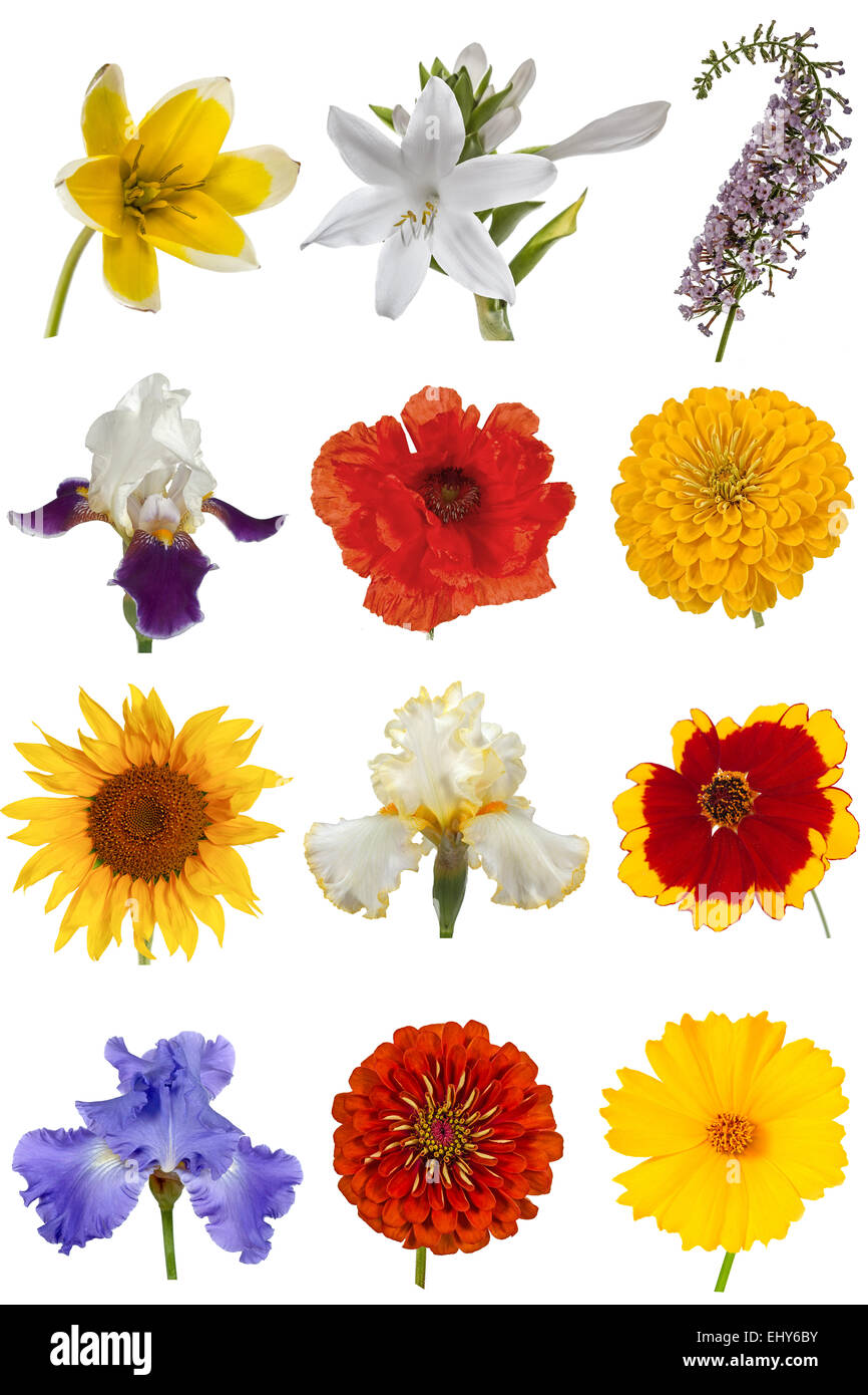 Fleurs Collection, isolé sur fond blanc Banque D'Images