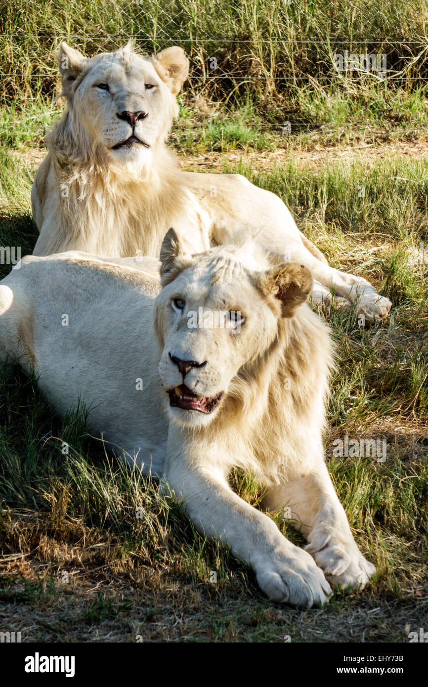 Johannesburg Afrique du Sud, Parc du Lion africain, conservation de la faune, lions blancs, visiteurs voyage voyage touristique touristique site touristique monuments, cultur Banque D'Images