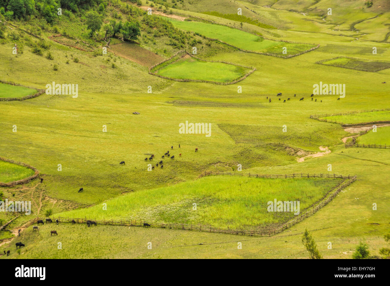 Vue aérienne de pittoresques champs verts au Népal Banque D'Images