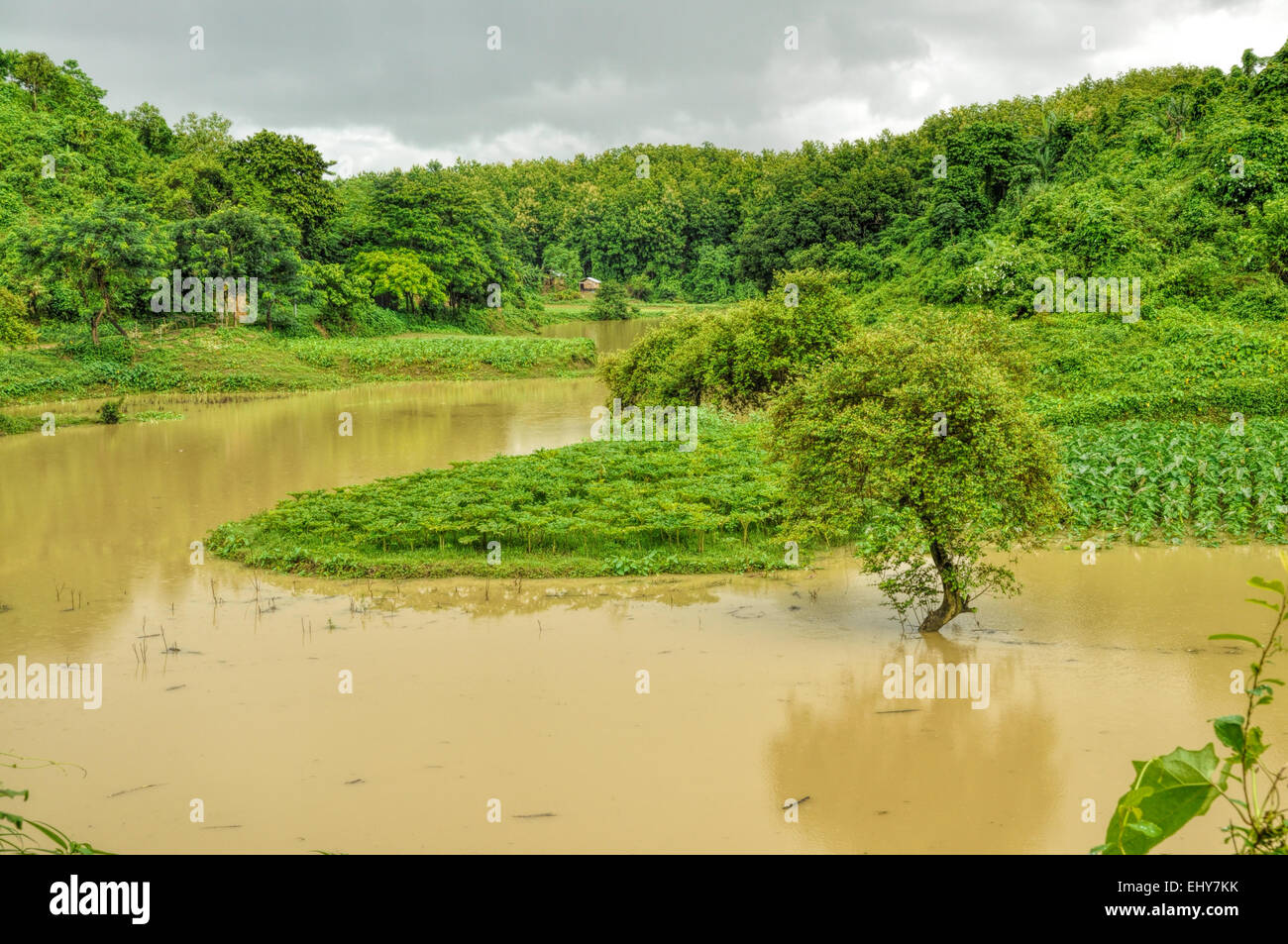 L'inondation de la rivière champs verts au Bangladesh Banque D'Images