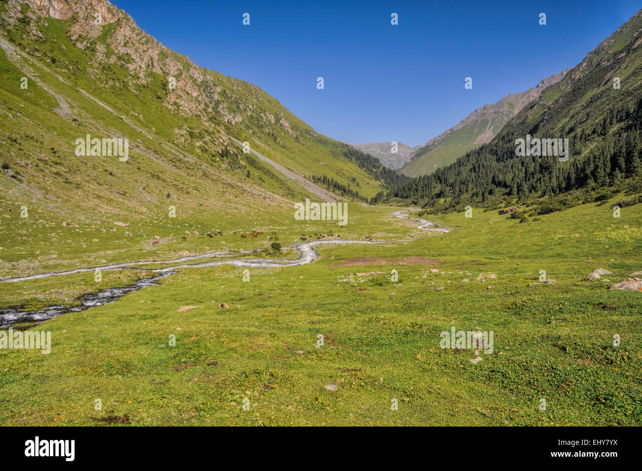 Vue pittoresque de la vallée verte en montagne de Tian-shan occidental au Kirghizstan Banque D'Images