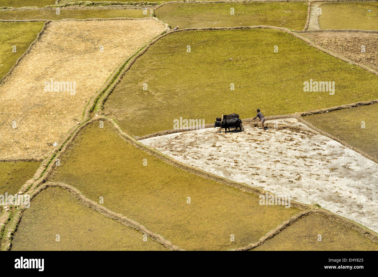 Vue aérienne de labourer les champs au Népal Banque D'Images