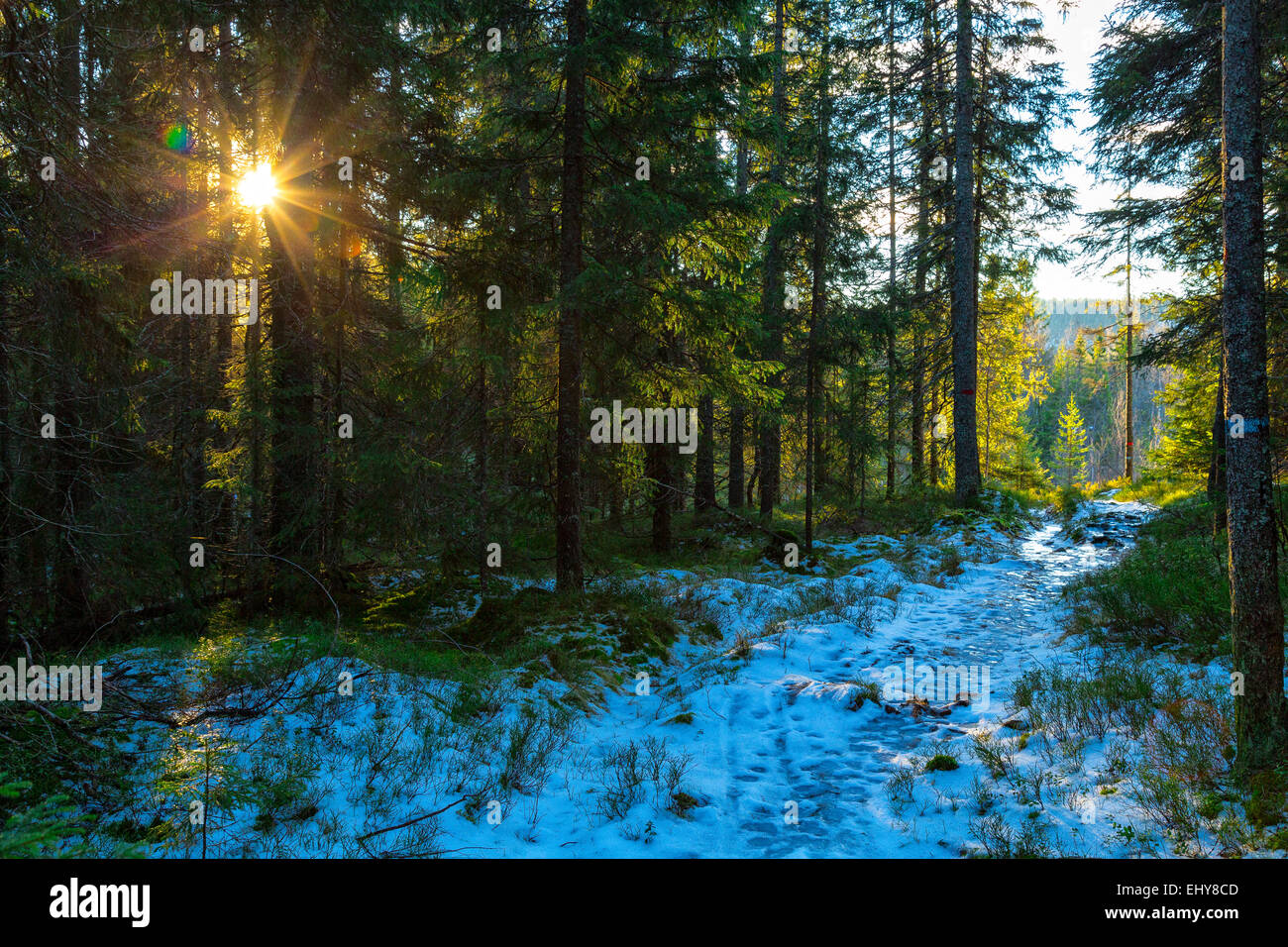 Sentier de neige à travers la forêt avec un soleil bas Banque D'Images