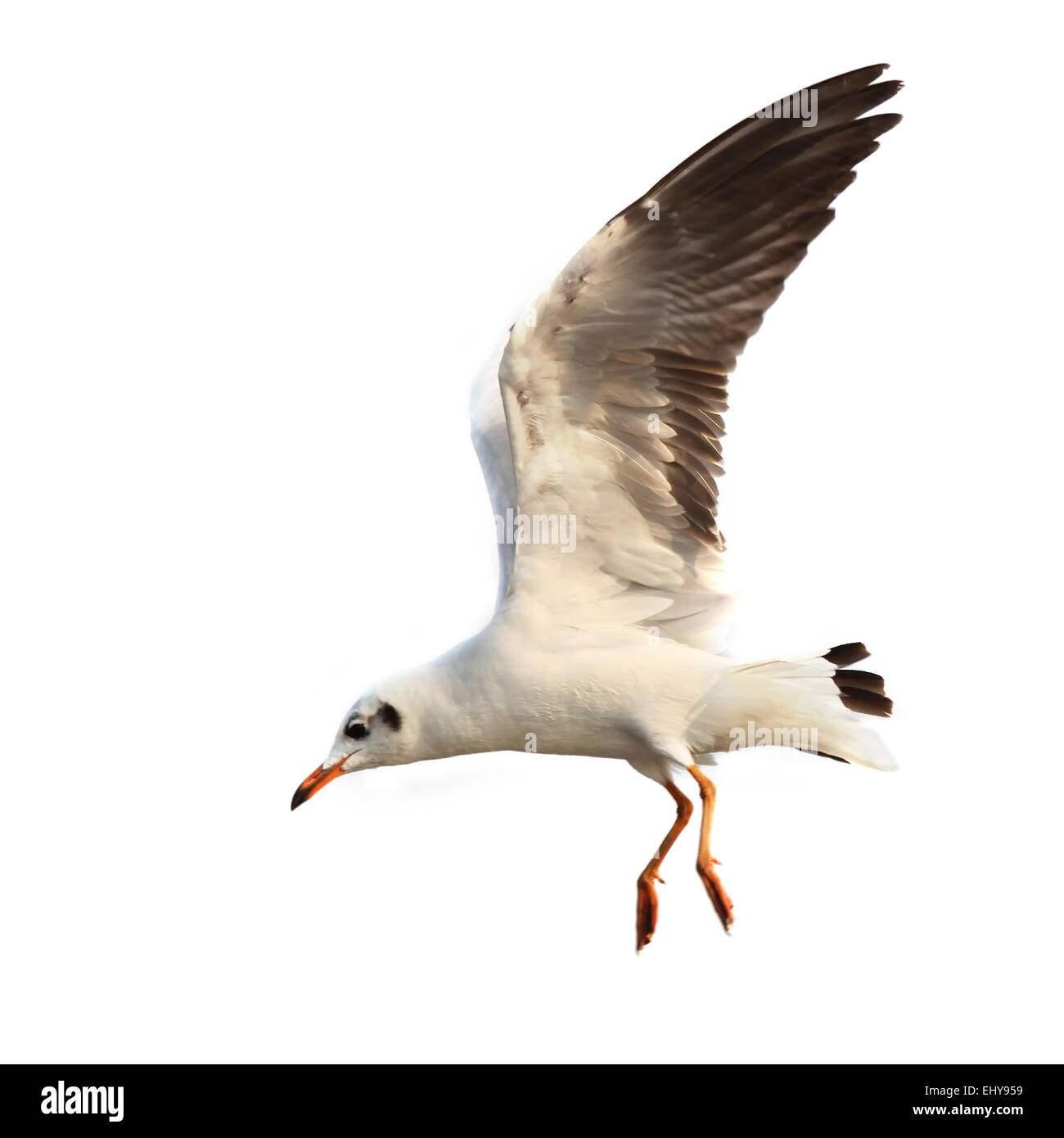 Flying seagull isolé sur fond blanc Banque D'Images