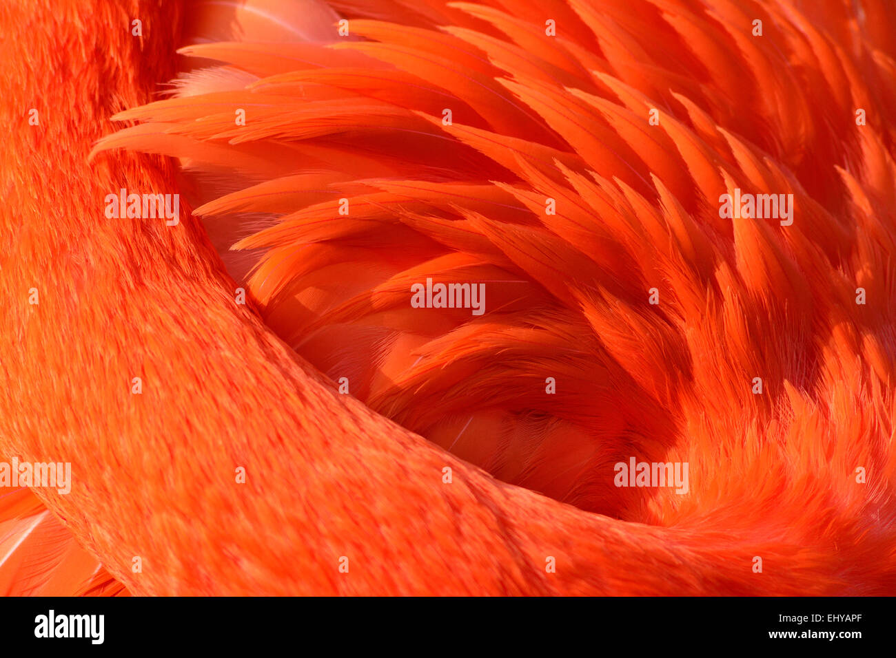Flamingo feathers closeup Banque de photographies et d'images à haute  résolution - Alamy