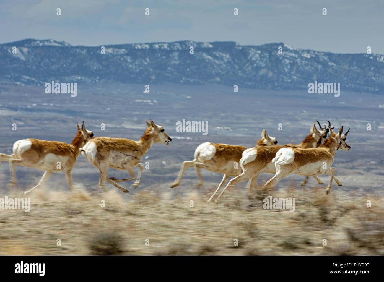L'Antilope d'Amérique (Antilocapra americana) en vitesse, sable Lavabo, Colorado, USA Banque D'Images