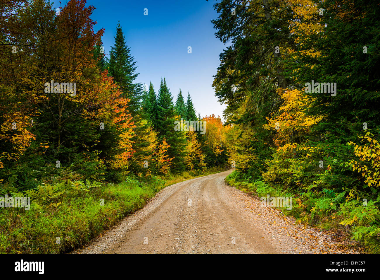 La couleur en automne le long d'un chemin de terre dans la région de White Mountain National Forest, New Hampshire. Banque D'Images