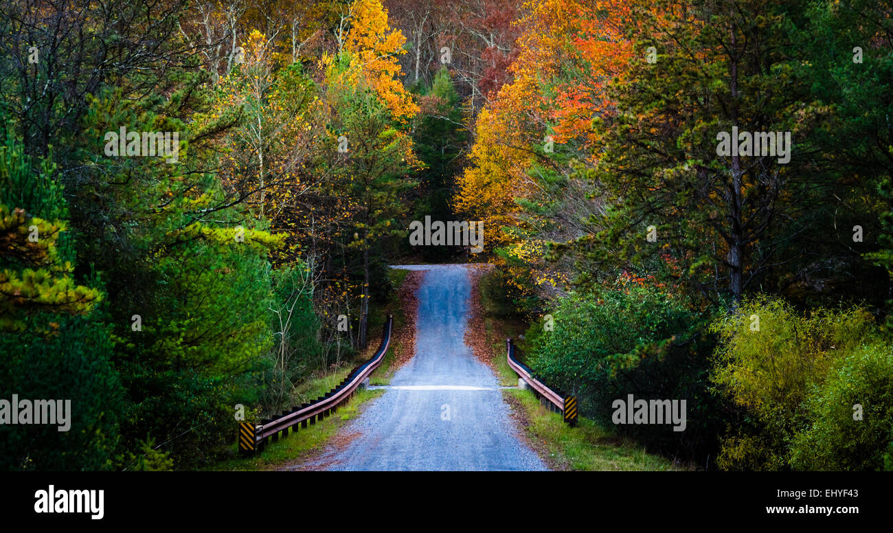 La couleur en automne le long d'une route dans la forêt d'état de Michaux, en Pennsylvanie. Banque D'Images