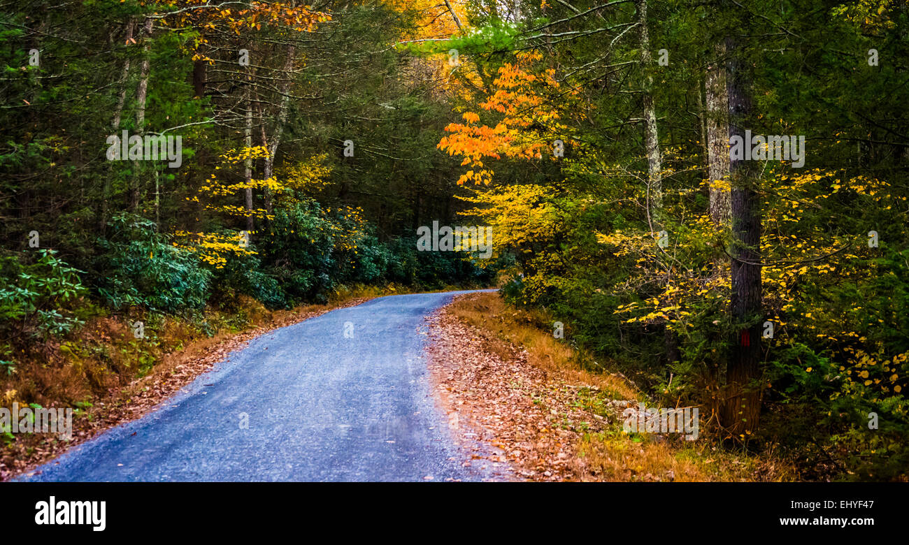 La couleur en automne le long d'une route dans la forêt d'état de Michaux, en Pennsylvanie. Banque D'Images